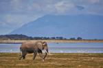 Elefant im Amboseli