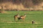 Kaninchen und Rehgruppe