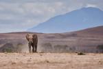 Elefant im Amboseli