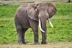 Elefant im Amboseli