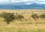 Taita Hills mit Giraffen