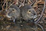 Nutria