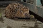 Igel