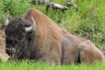 Bison