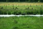 Wasserbüffel in der Dingdener Heide