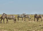 Zebras in der Serengeti