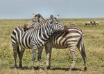 Zebras Mittagspause