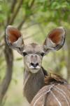 Kudu