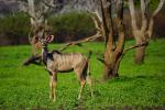 Nyerere Nationalpark