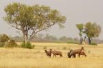 Topi Antilopen und Gnu