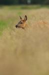 Reh im Gras (ohne Crop)