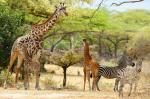 Giraffen, Zebras in Selous