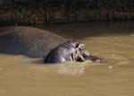 Hippo auf Mammi