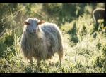 Schaf im Morgendlicht