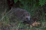 Igel