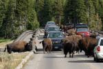 Bison Jam at Fishing Bridge