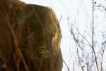 Elefant in Ruaha