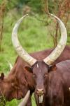 Ankole Rind