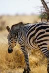 Zebra in Ruaha