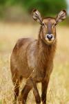 Waterbuck