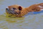 Nutria