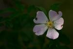 Blüte im Abendlich