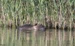 Nutria 2