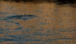 Schwimmen im goldenen Meer