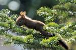 Baby-Eichhörnchen