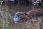 Nutria Muttertier