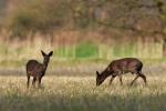 Die beiden schwarzen Rehe