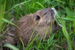 Biber/Nutria? - Wildlife