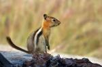 Chipmunk