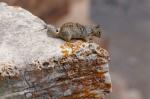 Neugieriger Squirrel, Grand Canyon