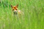 Jungfuchs im Gras