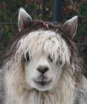 Lama