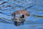 Nutria