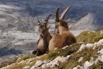 Steinbock in den Dolomiten