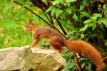 Eichhörnchen im Garten