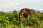 Elephant 1 Queen Elisabeth NP