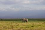 Elefant am Kilima