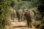 Elefant walk