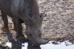 Etosha Spitzmaulnashorn