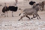 Etosha Zebras