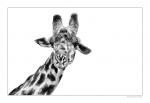 Giraffe - nachgebessert