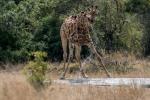 Giraffe beim Trinken aufgeschreckt