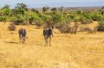 Grevy Zebra