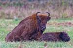 Wisent