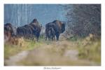 Wisent