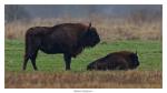 Wisent am Morgen